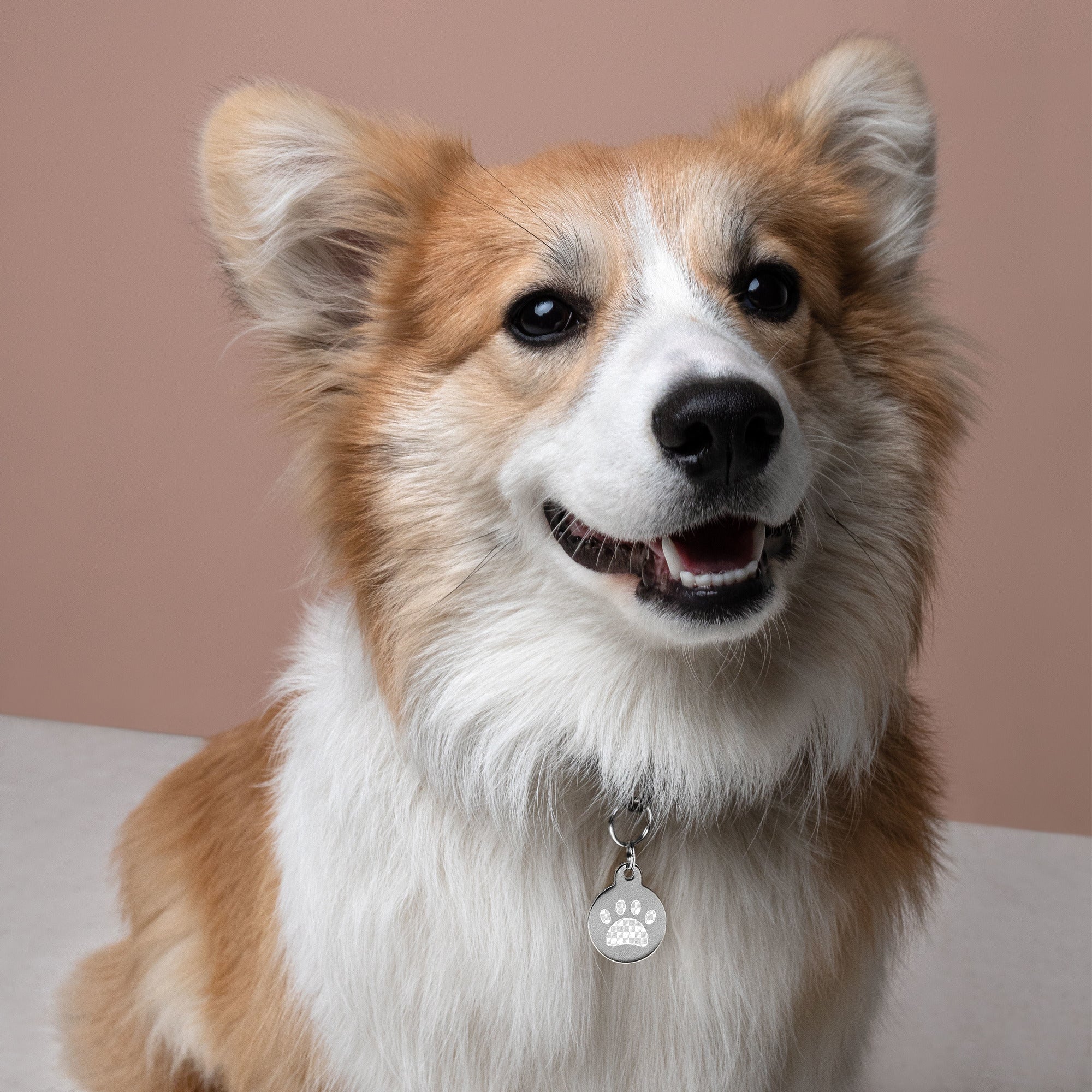Engraved pet ID tag for Dog Cat tag  and pets - Image 7