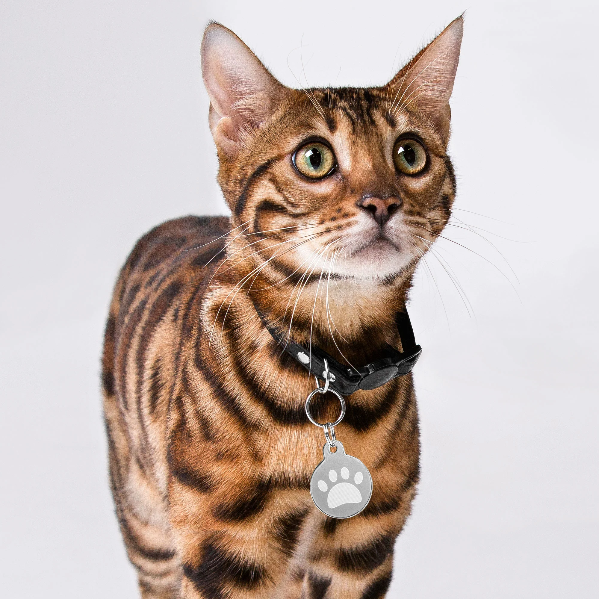 Engraved pet ID tag for Dog Cat tag  and pets - Image 8